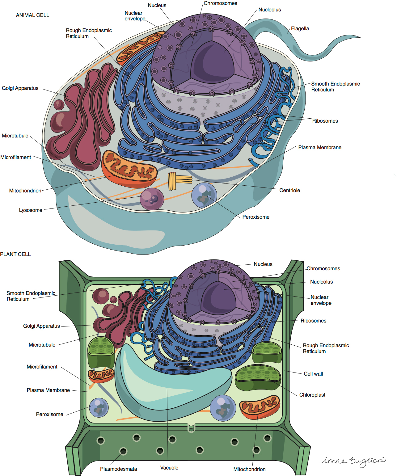 Animal Cell Vs Plant Cell | Irene Bugliari Animal Cell Vs Plant Cell | Irene Bugliari